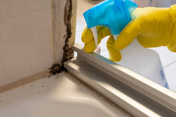 Best Mold Removal for HVAC Installations  in Jefferson, TX